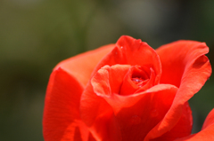 薔薇と雫