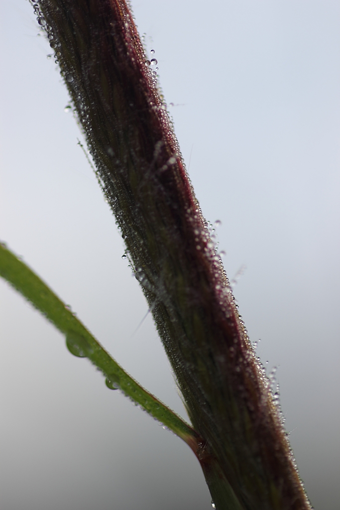 ススキと朝露