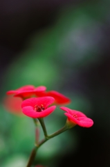 緑の道に咲く花♪