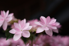 桜色・・・