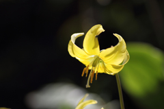 カタクリの花