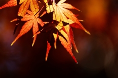 色鮮やかに