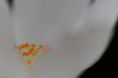 花びらに守られて・・・