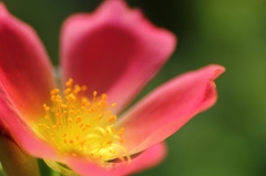 光り輝く花芯