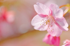 河津桜♪ PartⅡ