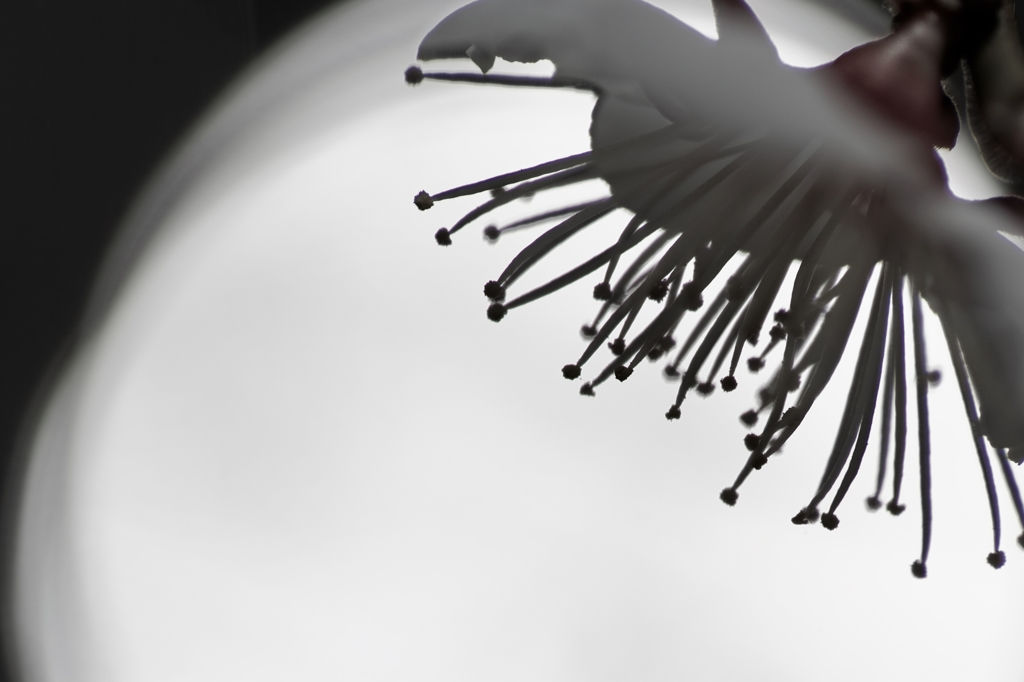 丸ボケに咲く梅さん♪