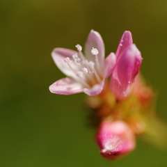 何て花？ PartⅡ