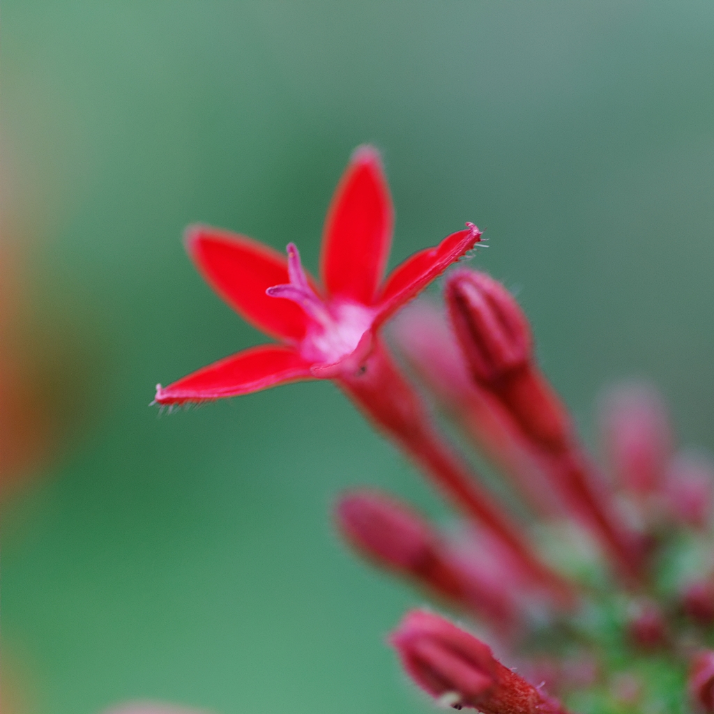 この花はなんだろう？