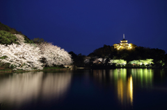 三渓園の夜桜