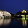 三渓園の夜桜