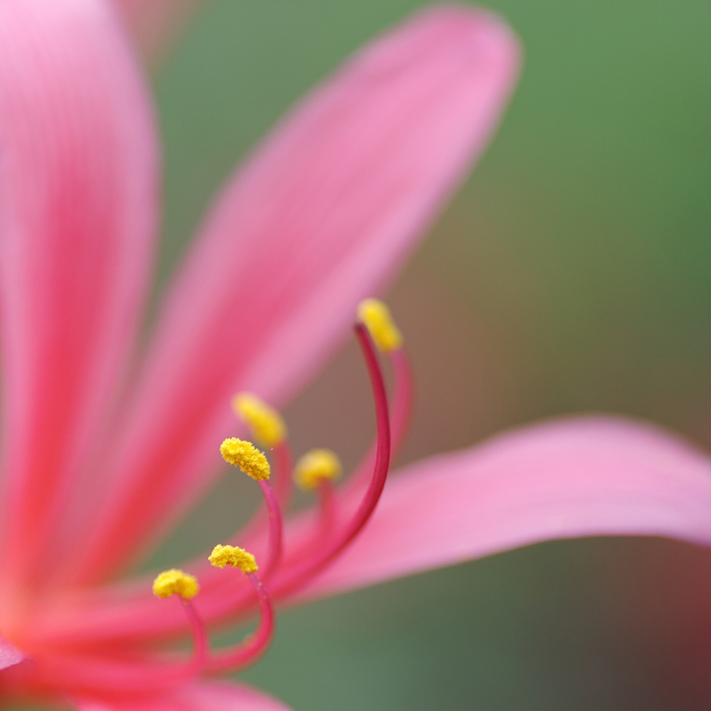 カリスマ