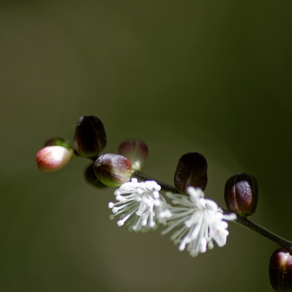 何て花？ PartⅢ