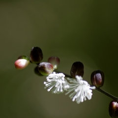 何て花？ PartⅢ