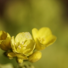菜の花？ PartⅠ