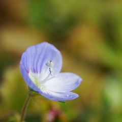 何て花だろう？ PartⅠ