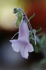 ゴマ科の花♪