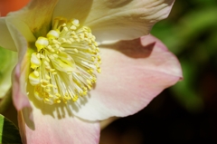 この花は何だろう？