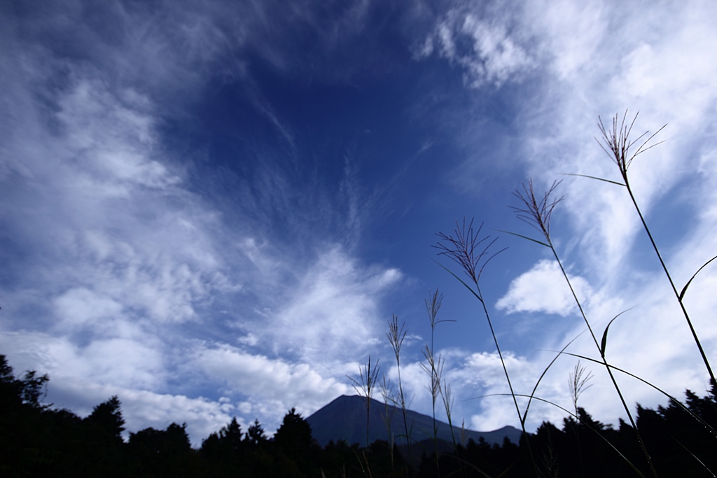 富士山とススキ