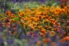 花壇