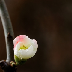 この花は？