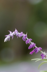何て花だろう？