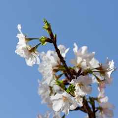 早咲きの桜さん♪ PartⅠ