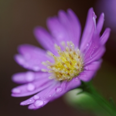 何て花だろう？ PartⅢ