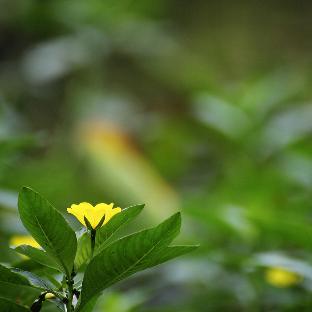 湿原に咲く花・・・