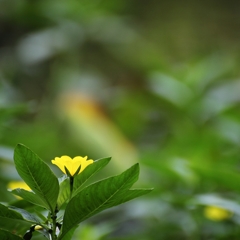 湿原に咲く花・・・
