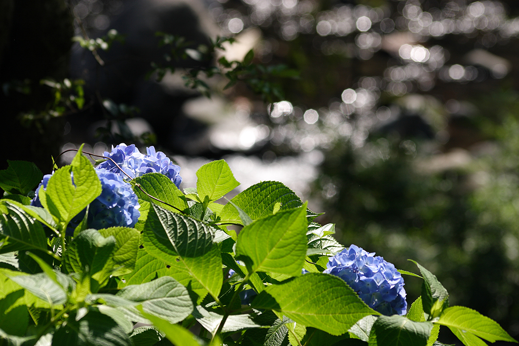 紫陽花と渓流