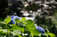 紫陽花と渓流