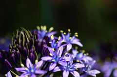暗闇に浮かび上がる紫の花