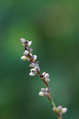 何て花かな？ PartⅠ