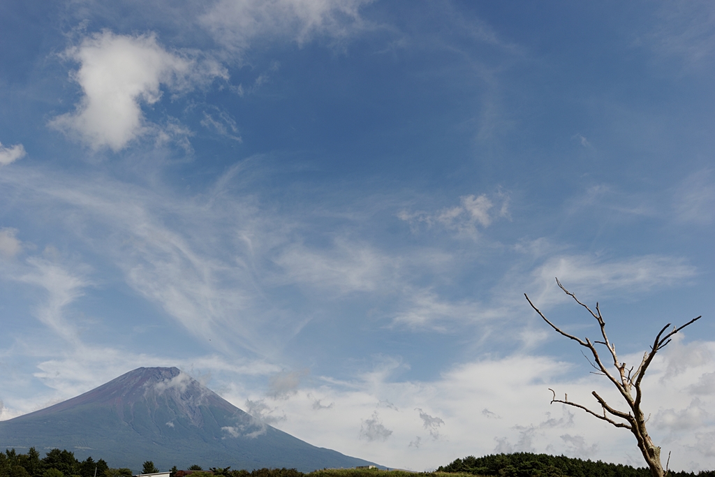 富士山と枯れ木・・・