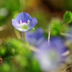 何て花だろう？ PartⅡ