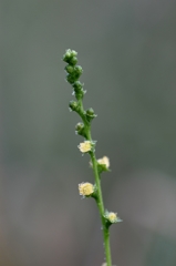 小さな花と朝露