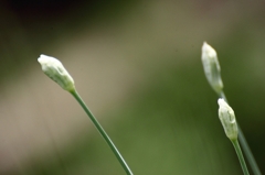 どんな花が咲くのかな？