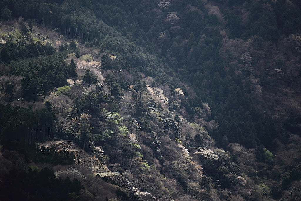 山桜