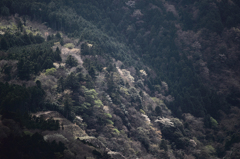 山桜