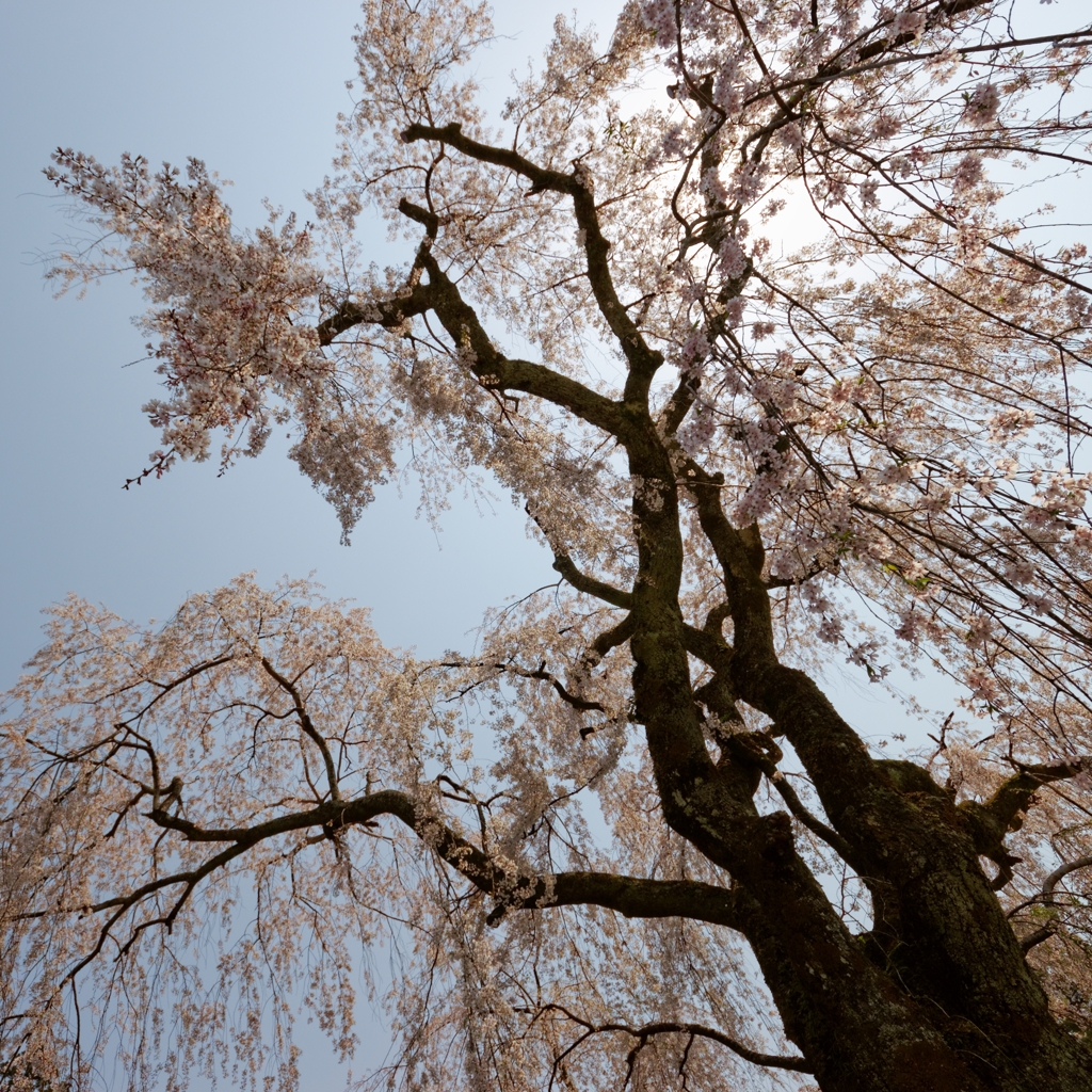 久遠寺の枝垂桜♪ PartⅢ