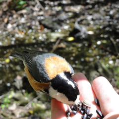 ヤマガラの餌付け