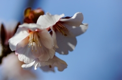 早咲きの桜さん♪ PartⅡ