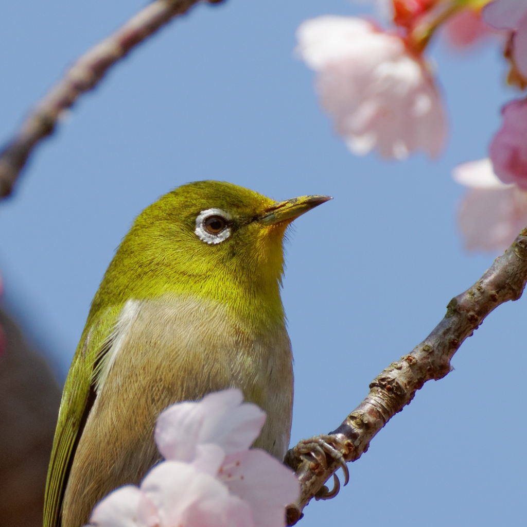 佇むメジロさん♪