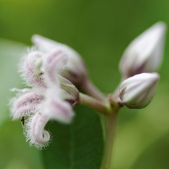 これは何て花だろう？