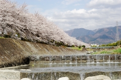 水無川と桜並木♪