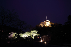 三渓園の夜桜