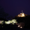 三渓園の夜桜