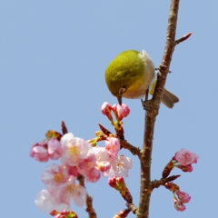 それツボミだってば！