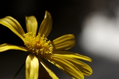 この花は何だろう？