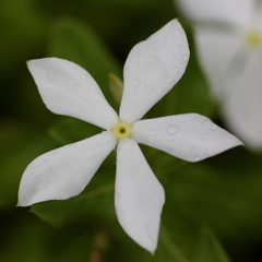 花びらの形が・・・